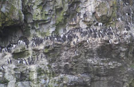 Guillemots on the cliff