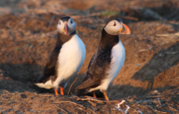 Puffins at sunset