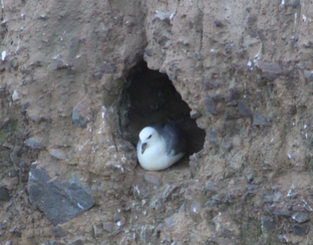 My favourite fulmar nest site on the island