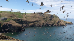 OK, I just wanted to put some pictures here - here's loads of puffins flying by