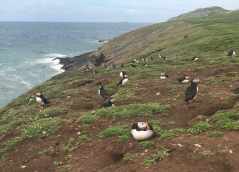 Puffins at the Wick