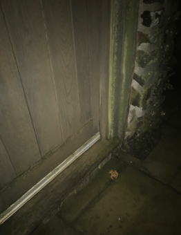 Toad lurking RIGHT outside my bedroom door!