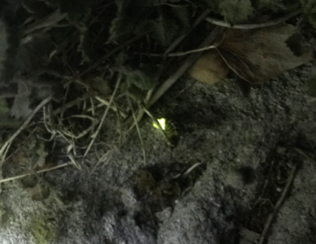 My glow worm!